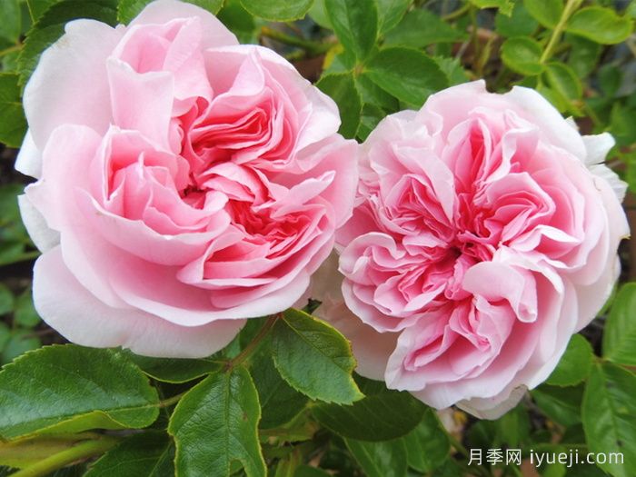 波萨诺瓦月季/农神/巴萨诺瓦Bossa Nova(图3)