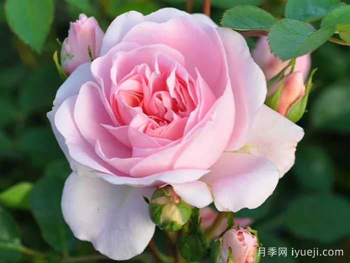 伯尼卡月季/博尼卡月季Bonica(图2)