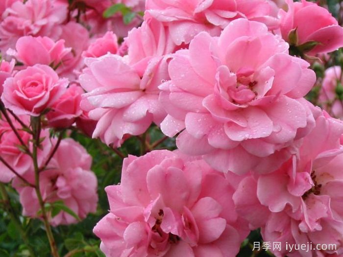 伯尼卡月季/博尼卡月季Bonica(图3)