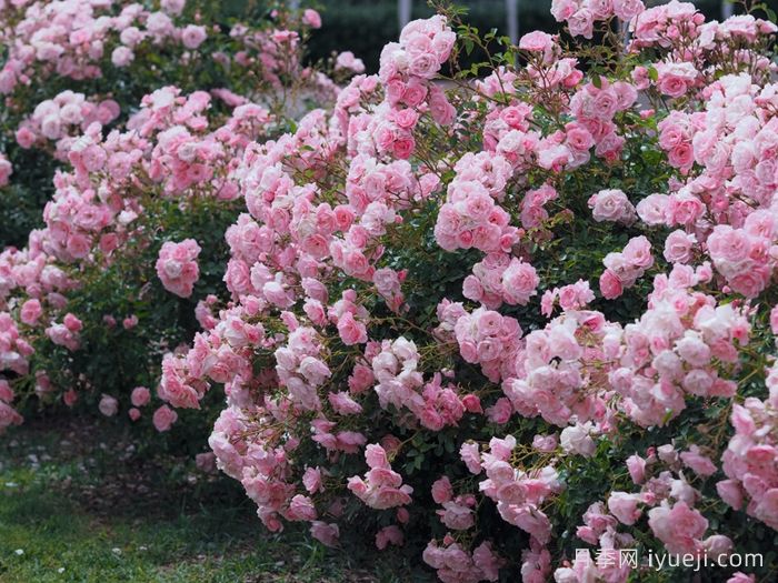 伯尼卡月季/博尼卡月季Bonica(图4)