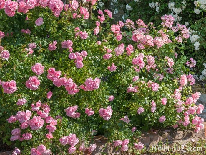 伯尼卡月季/博尼卡月季Bonica(图6)