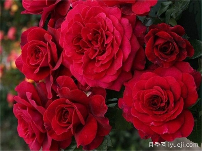 美景月季/贝尔维尤/不羁的灵魂Bellevue(图1)