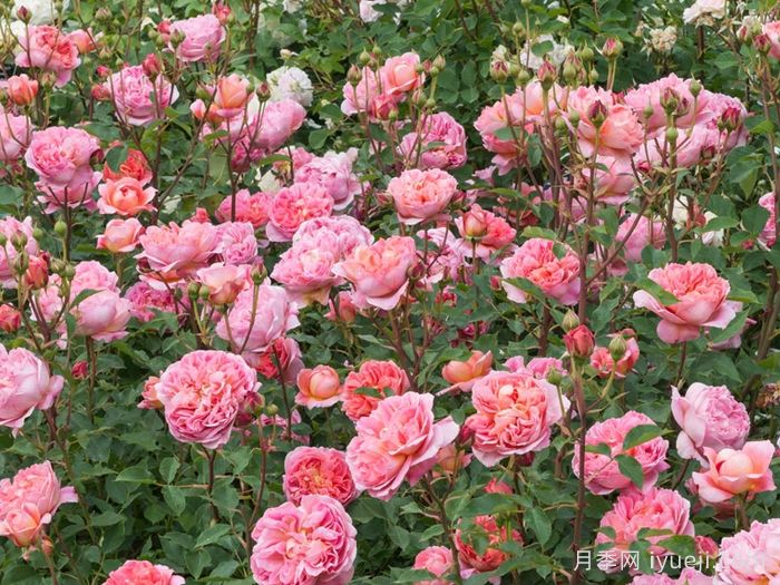 博斯科贝尔月季/博斯克贝尔月季Boscobel(图4)