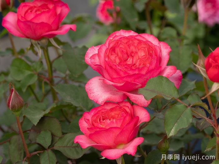 采薇月季(图2)