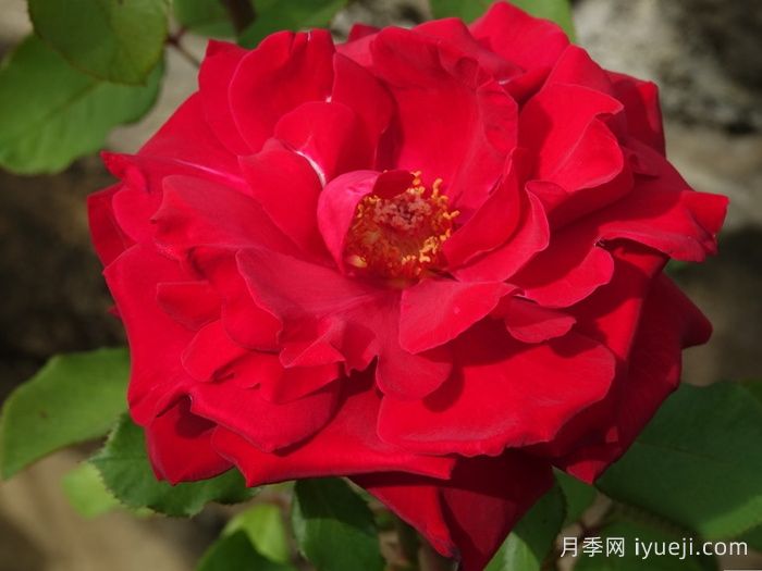 布达议员月季Senator Burda(图2)