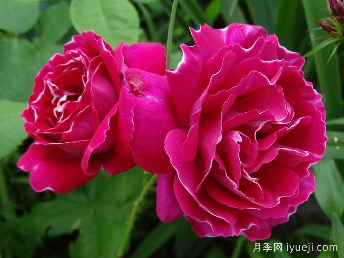 布罗德男爵月季Baron Girod de lAin(图2)