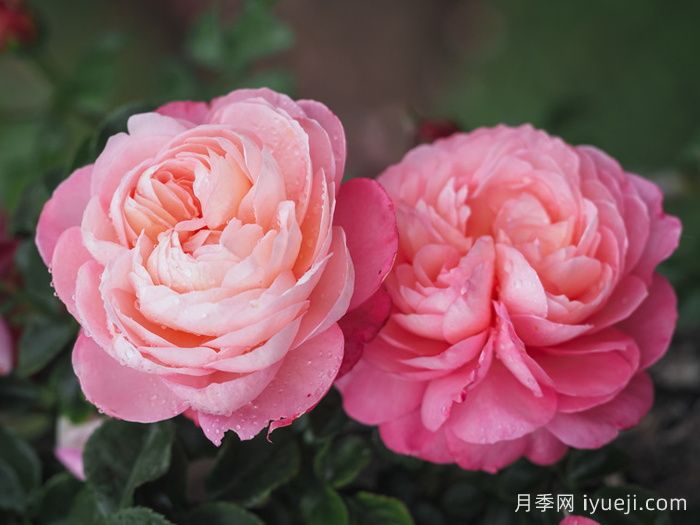 彩笔浪漫月季/大卫霍克尼月季David Hockney(图1)