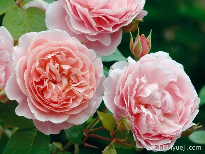 草莓山月季Strawberry Hill(图1)