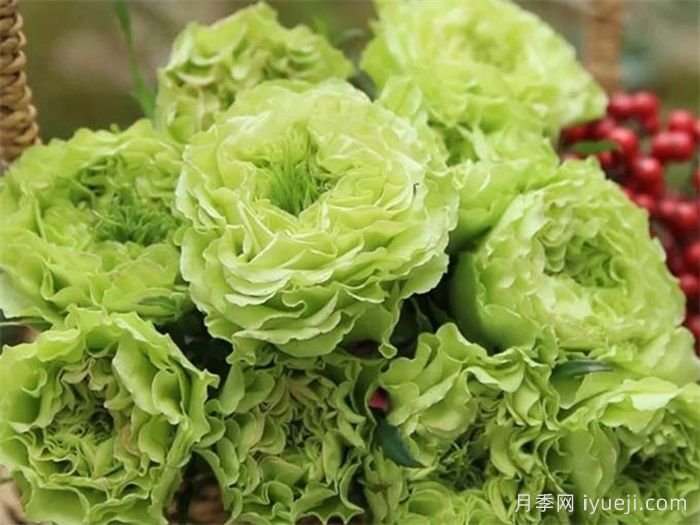 超级绿色月季/绿舞裙月季Super Green(图2)