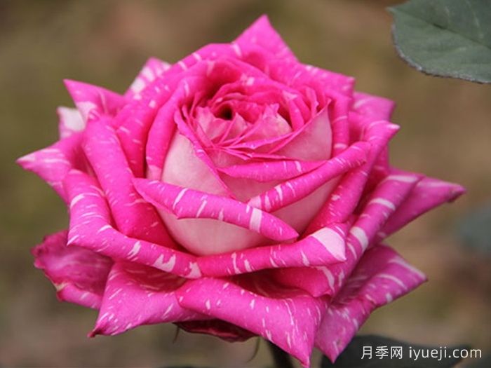 超世纪月季Tata Centenary(图1)