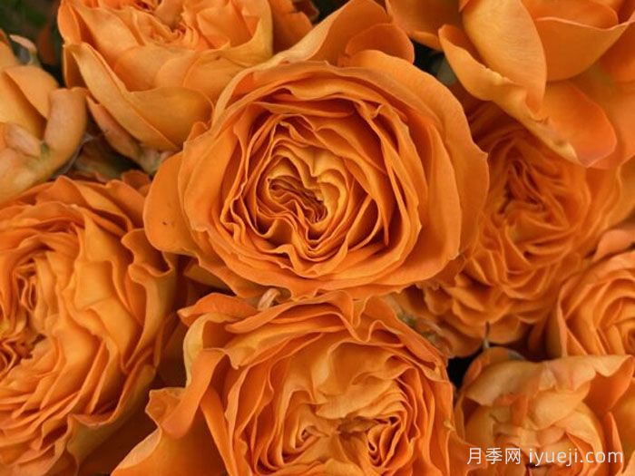 橙色潮流月季Orange Trendsetter(图1)