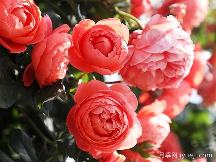 炽炎月季(图2)