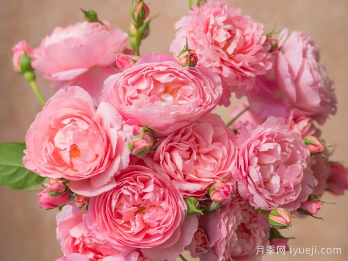 春山曲月季(图2)