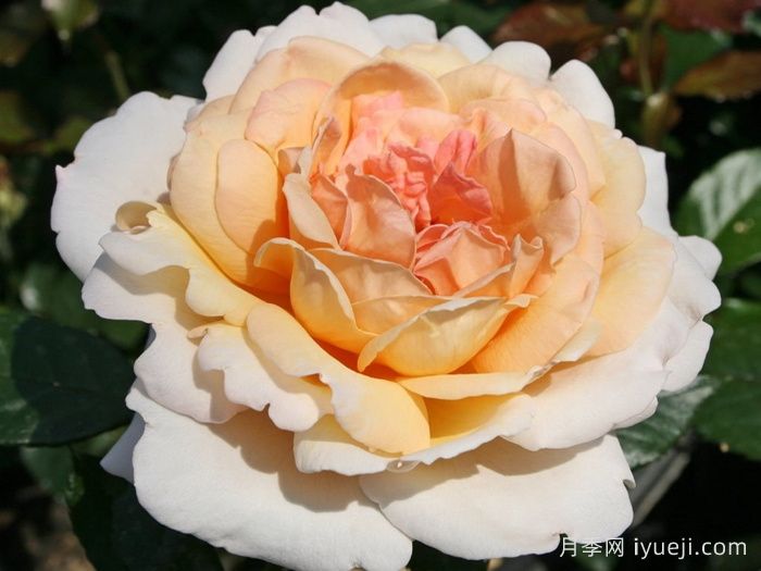 大公夫人路易斯月季/辛辣香水Grossherzogin Luise(图1)