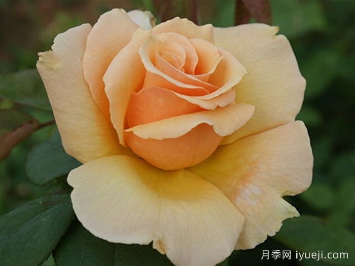 大奖章月季Medallion(图1)