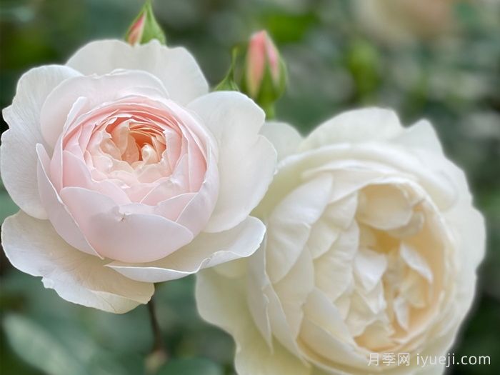 黛丝德蒙娜月季/苔丝狄蒙娜月季Desdemona(图1)