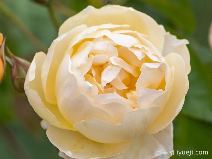 丹尼理念月季Dannahue(图1)