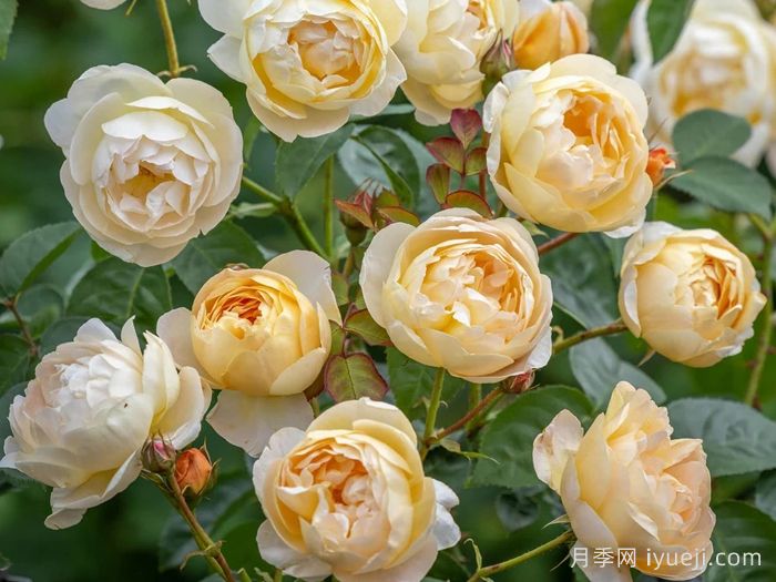 丹尼理念月季Dannahue(图3)