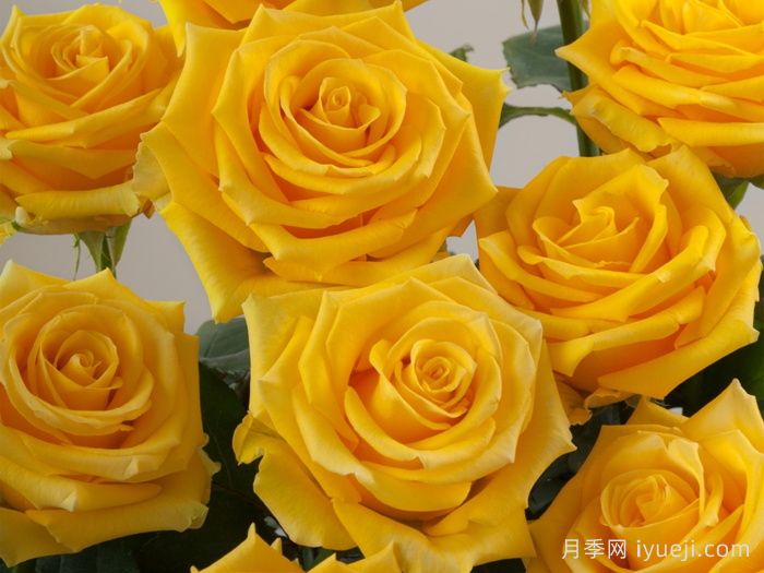 灯塔月季Light House(图2)