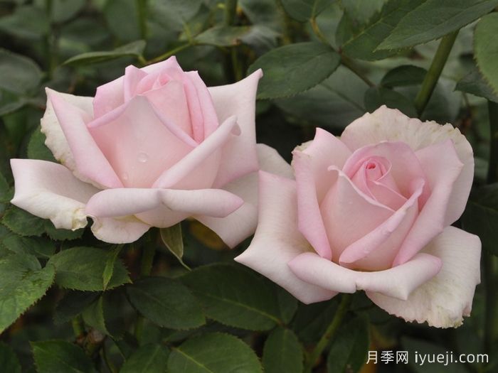 迪诺月季Deano(图2)