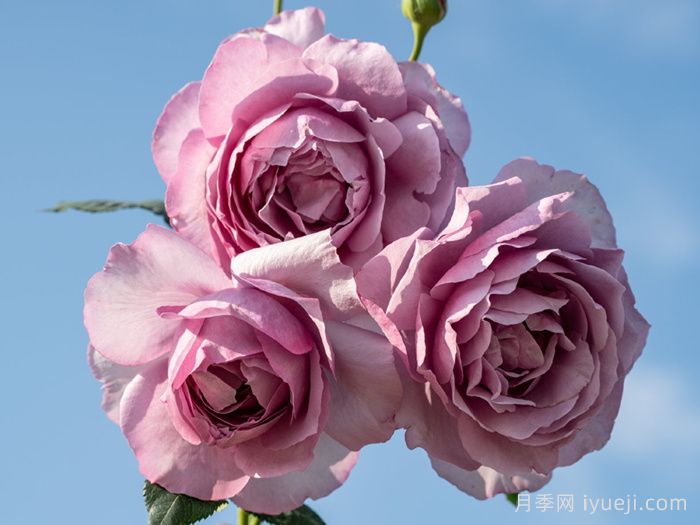 靛月月季(图3)