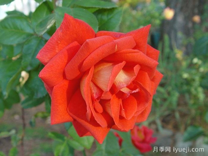 赌城月季/拉斯维加斯Las Vegas(图3)