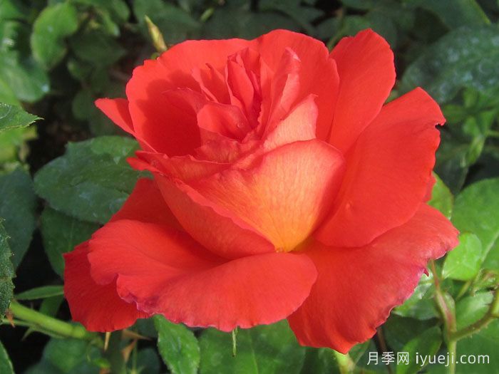 赌城月季/拉斯维加斯Las Vegas(图2)