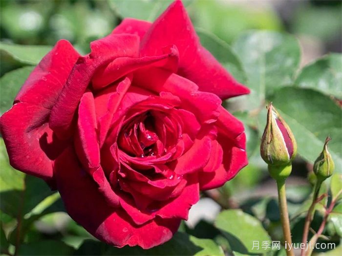 俄克拉荷马月季/奧克拉荷马Oklahoma(图3)