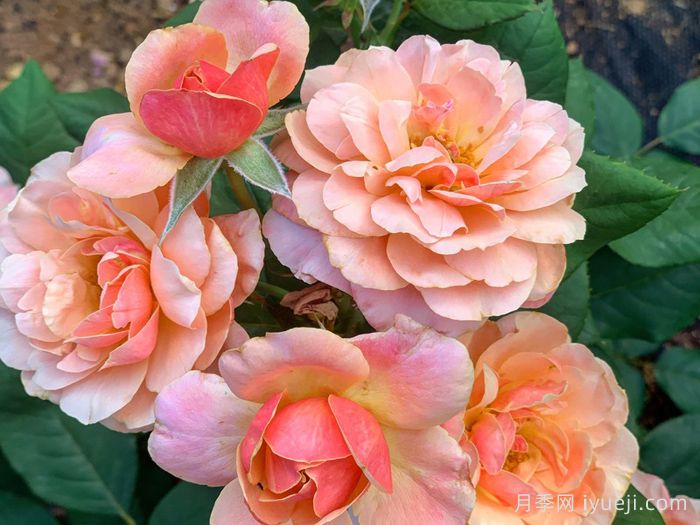 恩典月季/恩典之州State of Grace(图4)