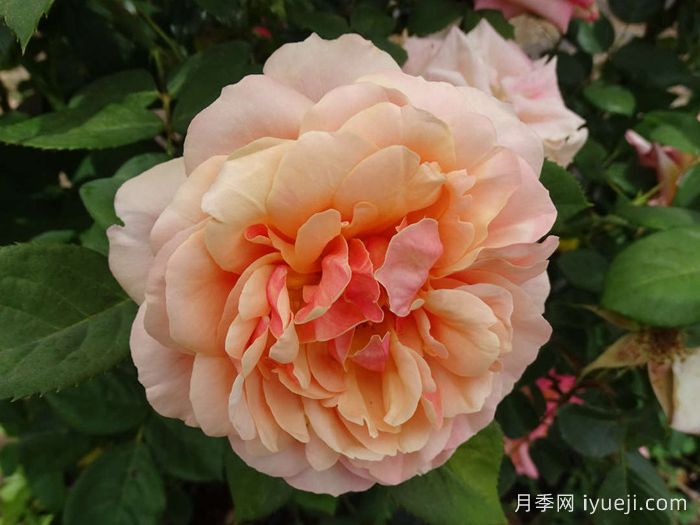 恩典月季/恩典之州State of Grace(图2)