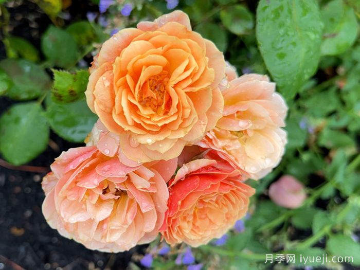 恩典月季/恩典之州State of Grace(图3)