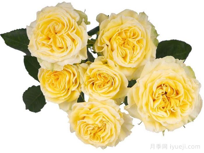 斐波那契蒙娜丽莎月季Fibonacci Gioconda(图3)