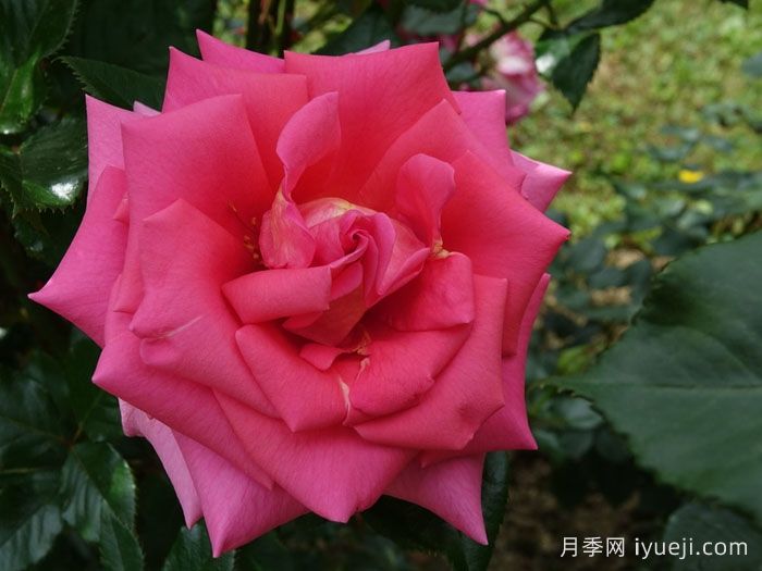 芬芳艾莉婕月季Fragrant Alizee(图2)