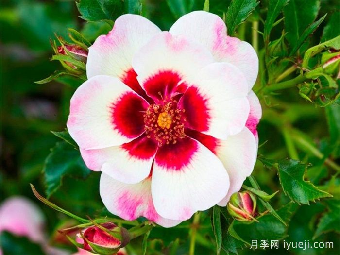 粉彩巴比伦眼睛月季/粉彩月季Pastel Babylon Eyes(图1)