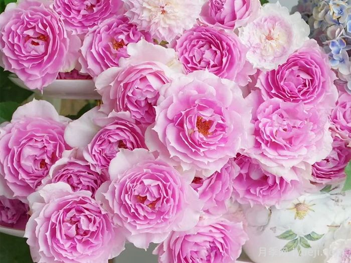 托妮莎德月季/粉天方夜谭月季Doniazade(图2)