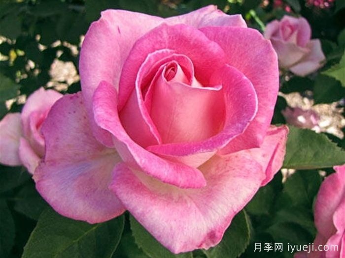 粉色庆典月季Pink Celebration(图1)