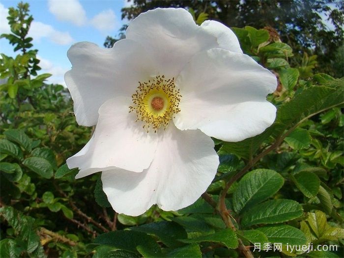 粉色惊喜月季White Surprise(图1)