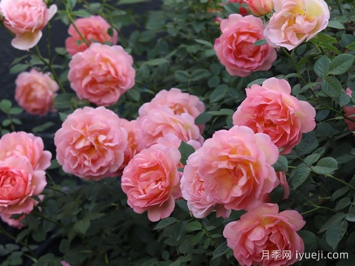 粉姬月季/粉公主月季Pink of Princess(图2)