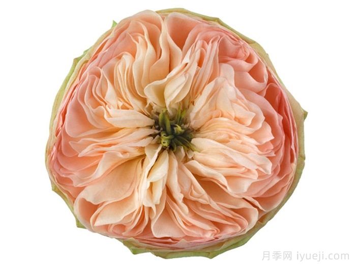 粉红派月季/粉红小马碧琪月季Pinky Pie(图1)