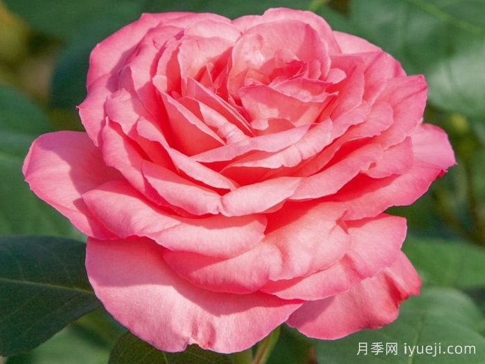 粉红豹月季/粉豹月季Pink Panther(图2)
