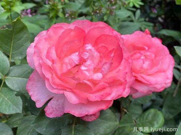 粉红豹月季/粉豹月季Pink Panther(图3)