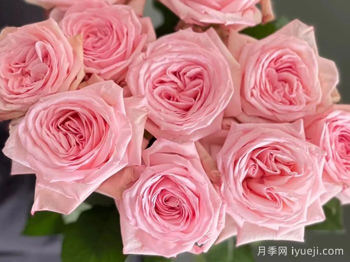 粉色哈娜月季/粉红欧哈娜/粉荔枝玫瑰Pink O′Hara(图1)