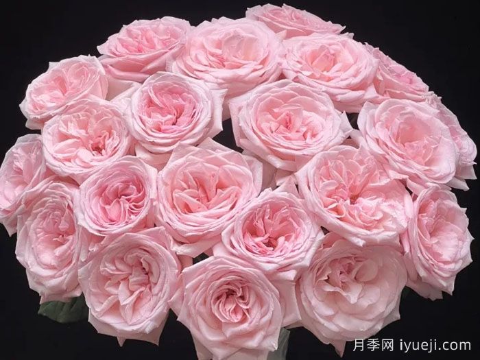 粉色哈娜月季/粉红欧哈娜/粉荔枝玫瑰Pink O′Hara(图3)