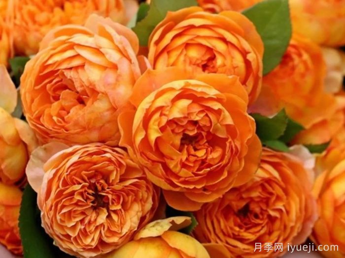 蜂蜜焦糖月季Honey Caramel(图1)