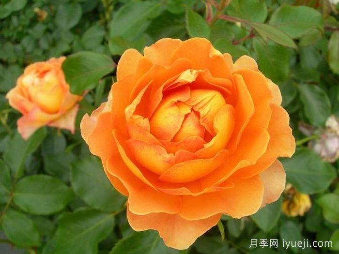 蜂蜜焦糖月季Honey Caramel(图2)