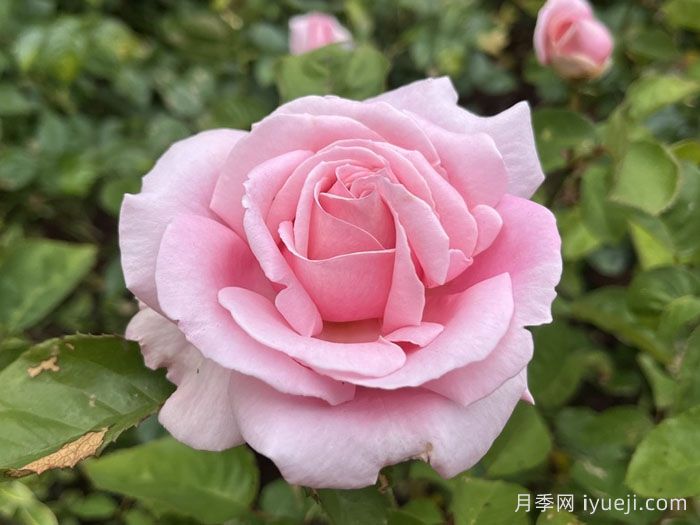 弗雷德里克米斯塔尔月季/米斯特拉香水/儿童玫瑰Frederic Mistral(图1)