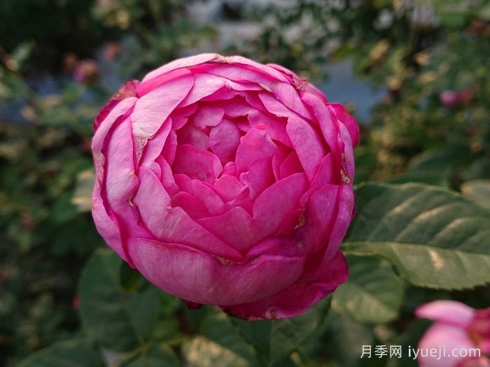 浮世月季Uki-Yo(图2)