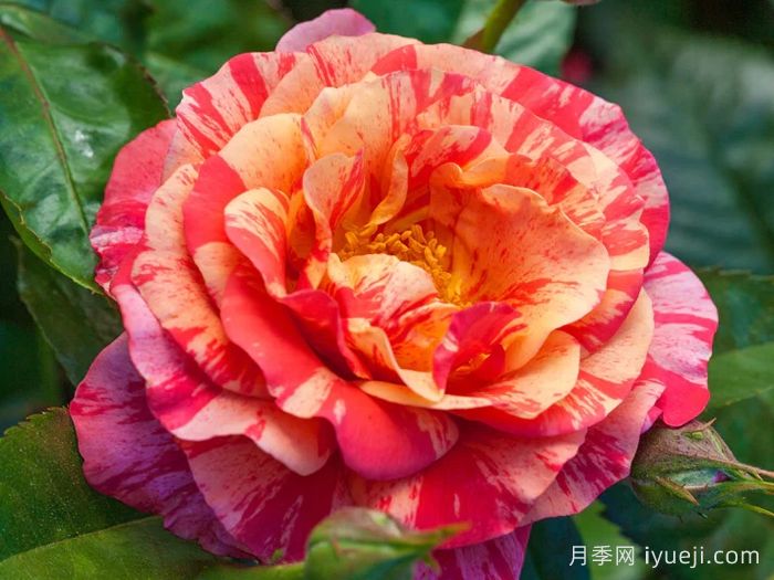 弗里达卡罗月季Frida Kahlo(图1)