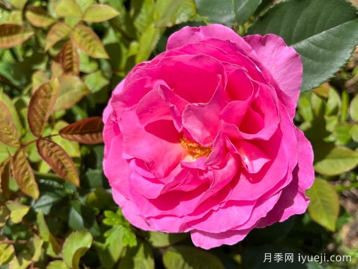 复古小姐月季Vintage Miss(图1)