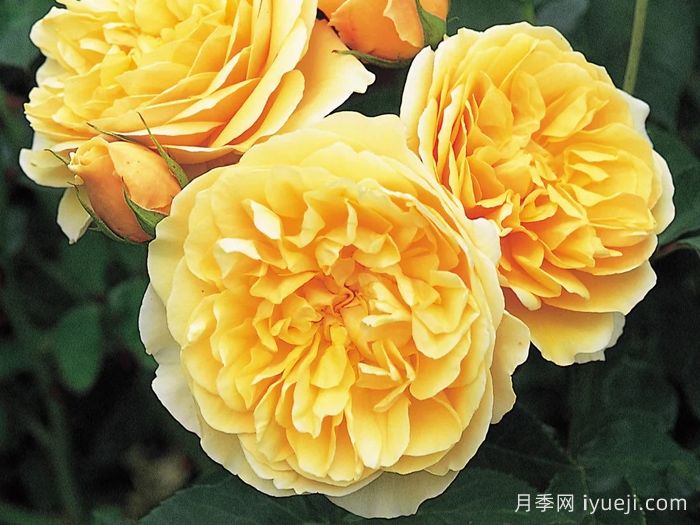 格拉汉托马斯月季Graham Thomas(图1)